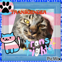 Theme: Pride flag(s) and cat - GIF animado gratis
