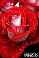 róze - GIF animate gratis
