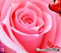 Rosa d'Amore - GIF animado grátis