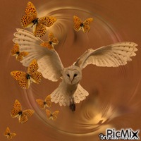 OWL анимирани ГИФ
