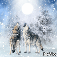 Wolves || Winter Edition - GIF animé gratuit