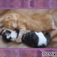 Chats Amoureux... Animated GIF