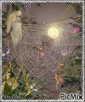 The spider web.. GIF animé