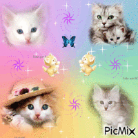 pour le concours sur les chats - GIF animado gratis