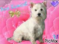 chien sur fond de fleur - Безплатен анимиран GIF