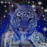 White Tigers GIF animé