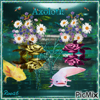 ~Axolotls~        Comp