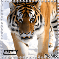 Tigre d hivers2 - GIF animé gratuit