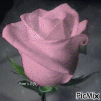 Rose - Ücretsiz animasyonlu GIF