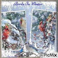 Concours : Birds in winter - Безплатен анимиран GIF