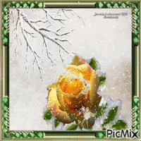 Yellow Rose Animated GIF