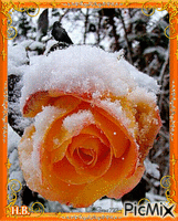 Frozen rose. - Δωρεάν κινούμενο GIF