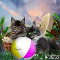 kočky a balon GIF animé