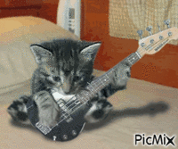 Kitten анимиран GIF