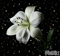 lilia - Darmowy animowany GIF