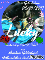 Lucky - 免费动画 GIF