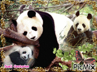 Urso Panda - GIF animado gratis