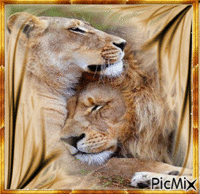 lion et lionne GIF animé