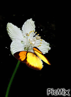 Schmetterling - GIF animado gratis