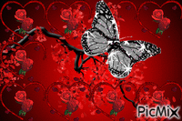 Pillangó - GIF animado grátis