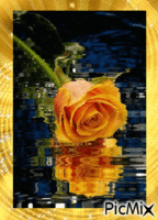 rosa amarela - Gratis animeret GIF