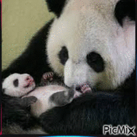 Maman Panda et son Petit - GIF animado gratis