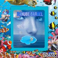 Danube barbel анимиран GIF