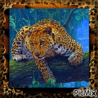 Leopard 🐱 🐯 animowany gif