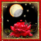 Lune et rose - GIF animado gratis