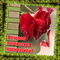 Rose rouge et les mots2plaze - GIF animado grátis