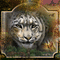 Bewegende tijgerkop - Darmowy animowany GIF