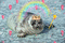 baby seal king - 免费动画 GIF