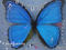 Papillon bleu - GIF animasi gratis