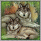 Concours : Deux loups - Безплатен анимиран GIF