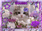 petit chat dans son décor violet - Бесплатный анимированный гифка