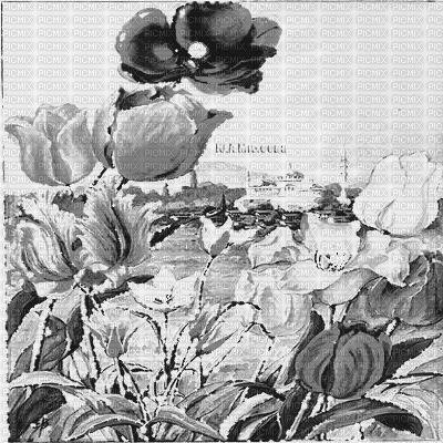 Y.A.M._summer background flowers black-white - Free animated GIF