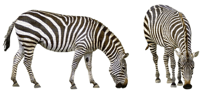 zebra bp - δωρεάν png