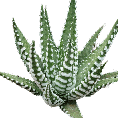 succulent plants bp - Ilmainen animoitu GIF