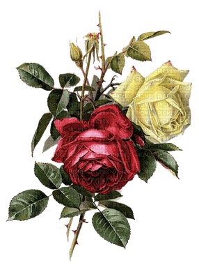 Flowers red rose bp - zdarma png
