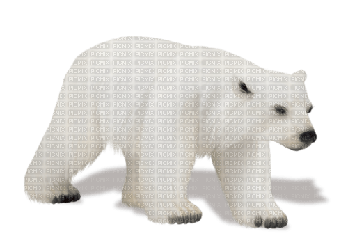 dolceluna polar bear deco fantasy winter - gratis png