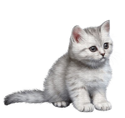 katt-cat-animal-minou52 - gratis png