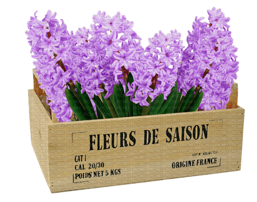 hyacinths Bb2 - kostenlos png