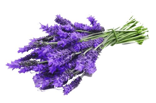 Lavender bouquet - zdarma png
