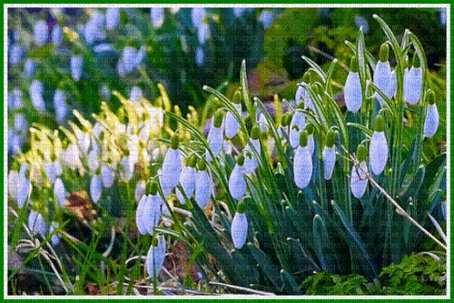 Background Snowdrop - Free animated GIF