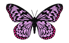 butterfly - Δωρεάν κινούμενο GIF