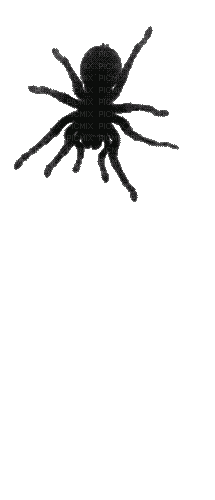 Spider Creep - Бесплатни анимирани ГИФ