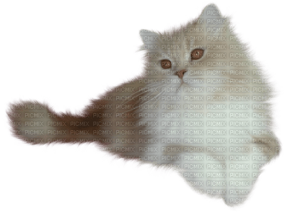chat - darmowe png