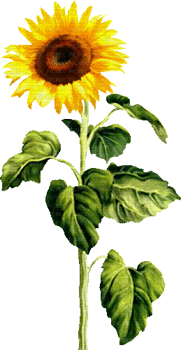 Animated.Sunflower.Brown.Yellow - By KittyKatLuv65 - Бесплатни анимирани ГИФ