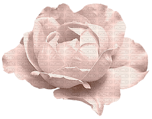 flower-pink - ücretsiz png