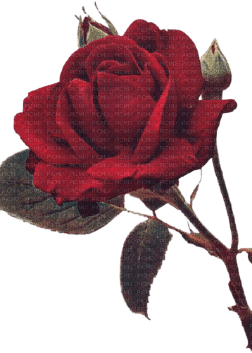 vintage rose - nemokama png